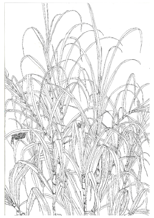 06.大專社會組-佳作-陳駿翰〈植物學家的小日記〉_3