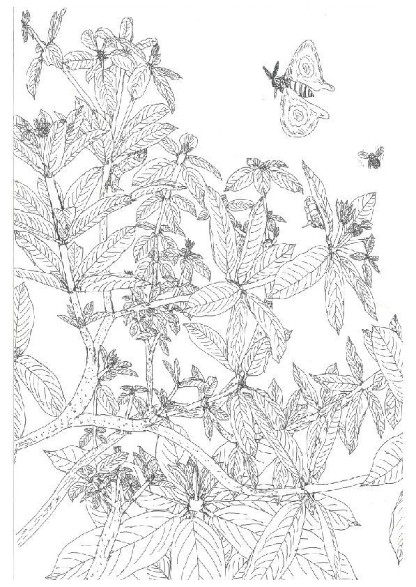 06.大專社會組-佳作-陳駿翰〈植物學家的小日記〉_4