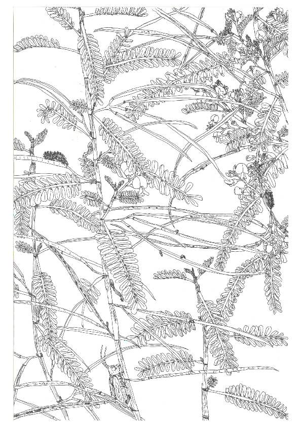 06.大專社會組-佳作-陳駿翰〈植物學家的小日記〉_6