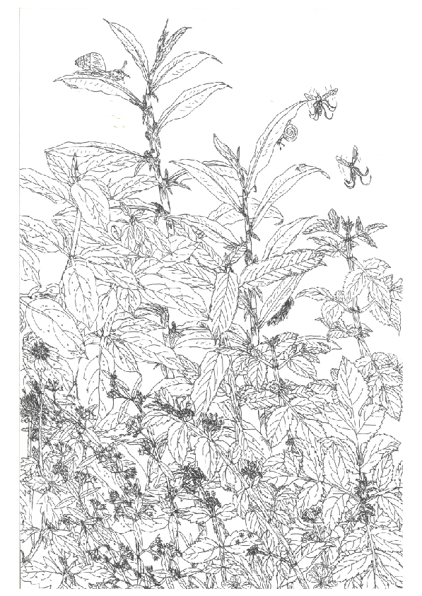 06.大專社會組-佳作-陳駿翰〈植物學家的小日記〉_9