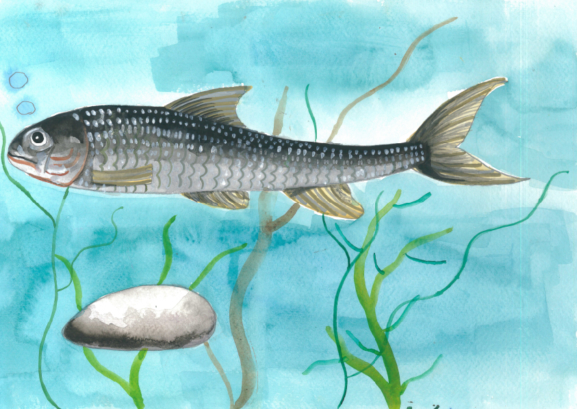 14.大專社會組-佳作-蔡昱安〈我愛台灣原生魚〉_10