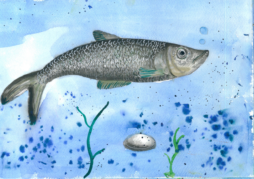 14.大專社會組-佳作-蔡昱安〈我愛台灣原生魚〉_12