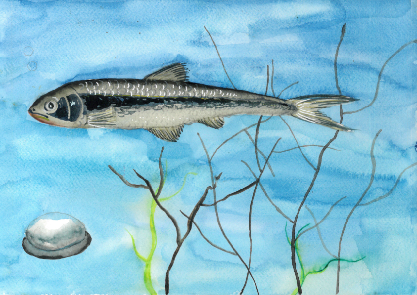 14.大專社會組-佳作-蔡昱安〈我愛台灣原生魚〉_14