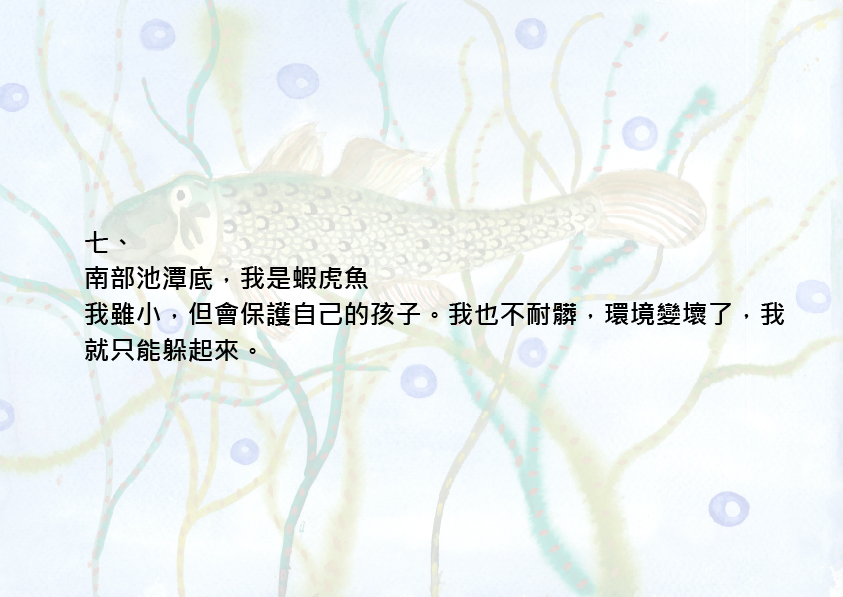 14.大專社會組-佳作-蔡昱安〈我愛台灣原生魚〉_15