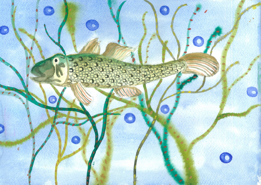 14.大專社會組-佳作-蔡昱安〈我愛台灣原生魚〉_16