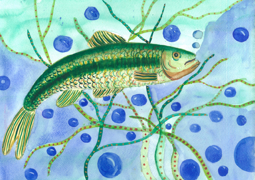 14.大專社會組-佳作-蔡昱安〈我愛台灣原生魚〉_20