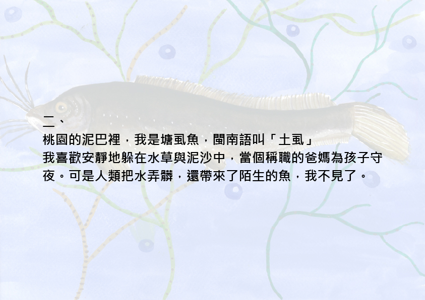 14.大專社會組-佳作-蔡昱安〈我愛台灣原生魚〉_5