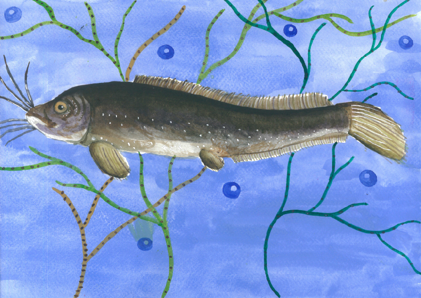 14.大專社會組-佳作-蔡昱安〈我愛台灣原生魚〉_6