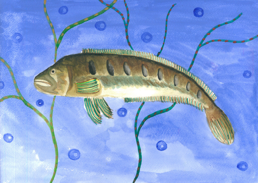 14.大專社會組-佳作-蔡昱安〈我愛台灣原生魚〉_8